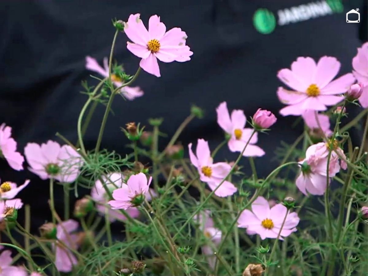 Flores rosadas del cosmos.