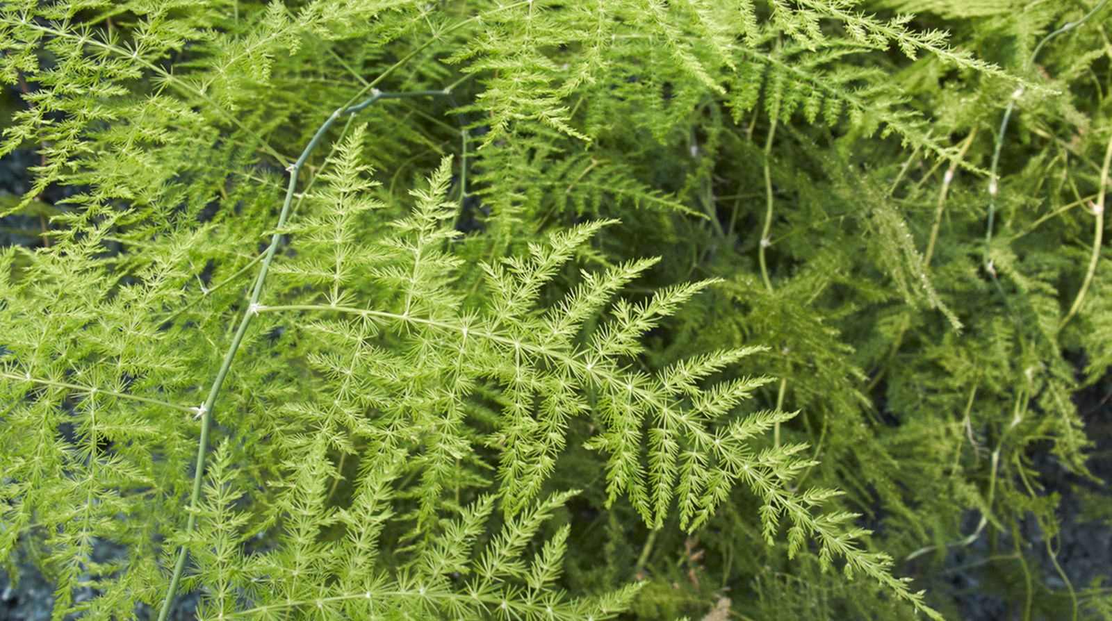 Asparagus setaceus Asparagus setaceus