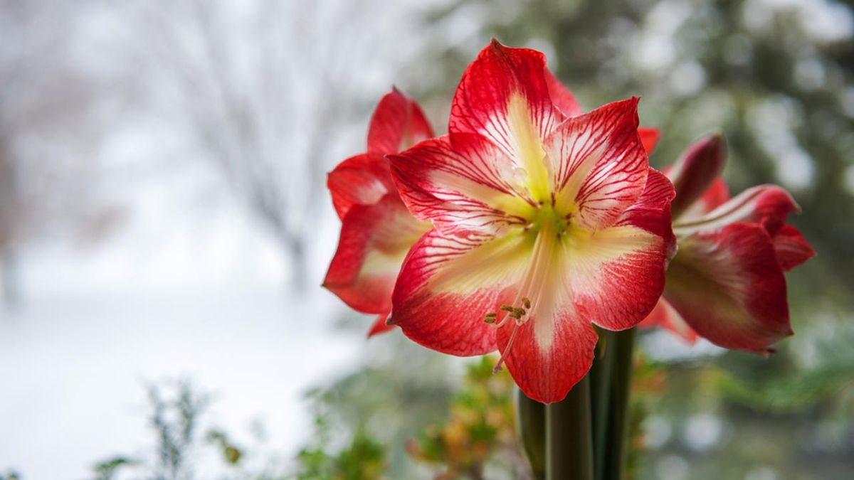 Hippeastrum amaryllis