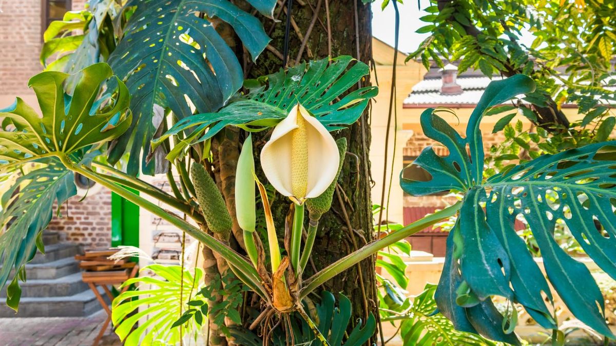Fruta de la costilla de adán