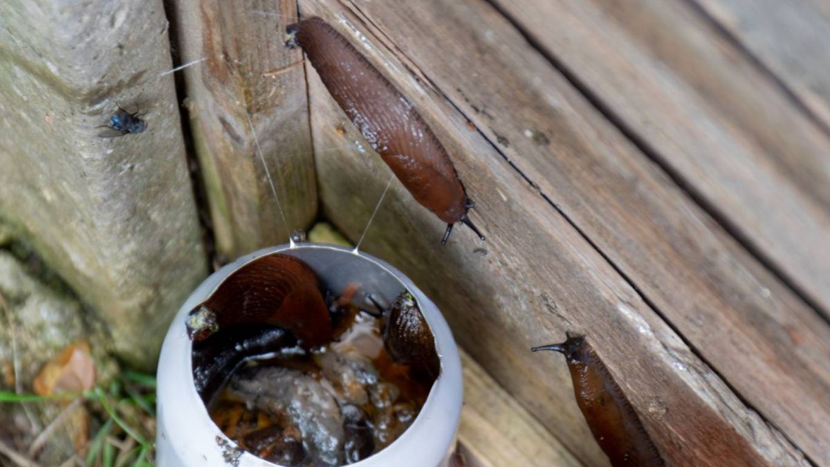 Trampa infalible contra babosas y caracoles