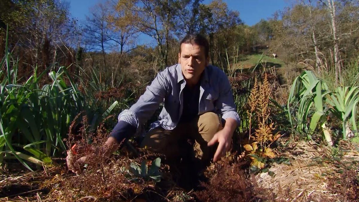 deco 602 la variedad mas baja de astilbe del jardin de inigo