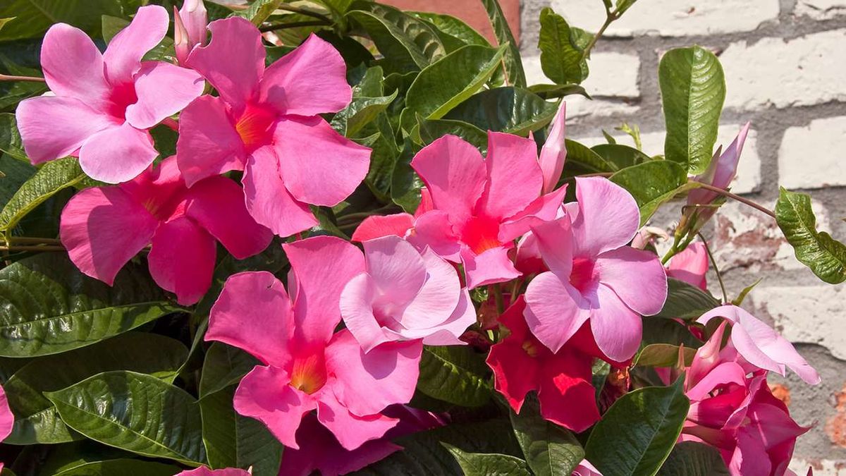 Dipladenia mandevilla