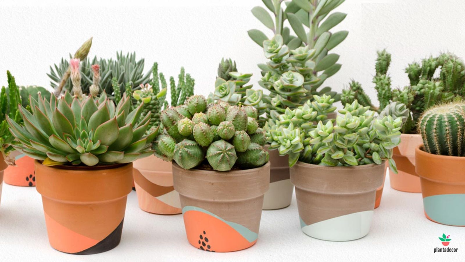 plantas crasas cactus suculentas que son macetas ana plantas crasas cactus suculentas que son macetas ana