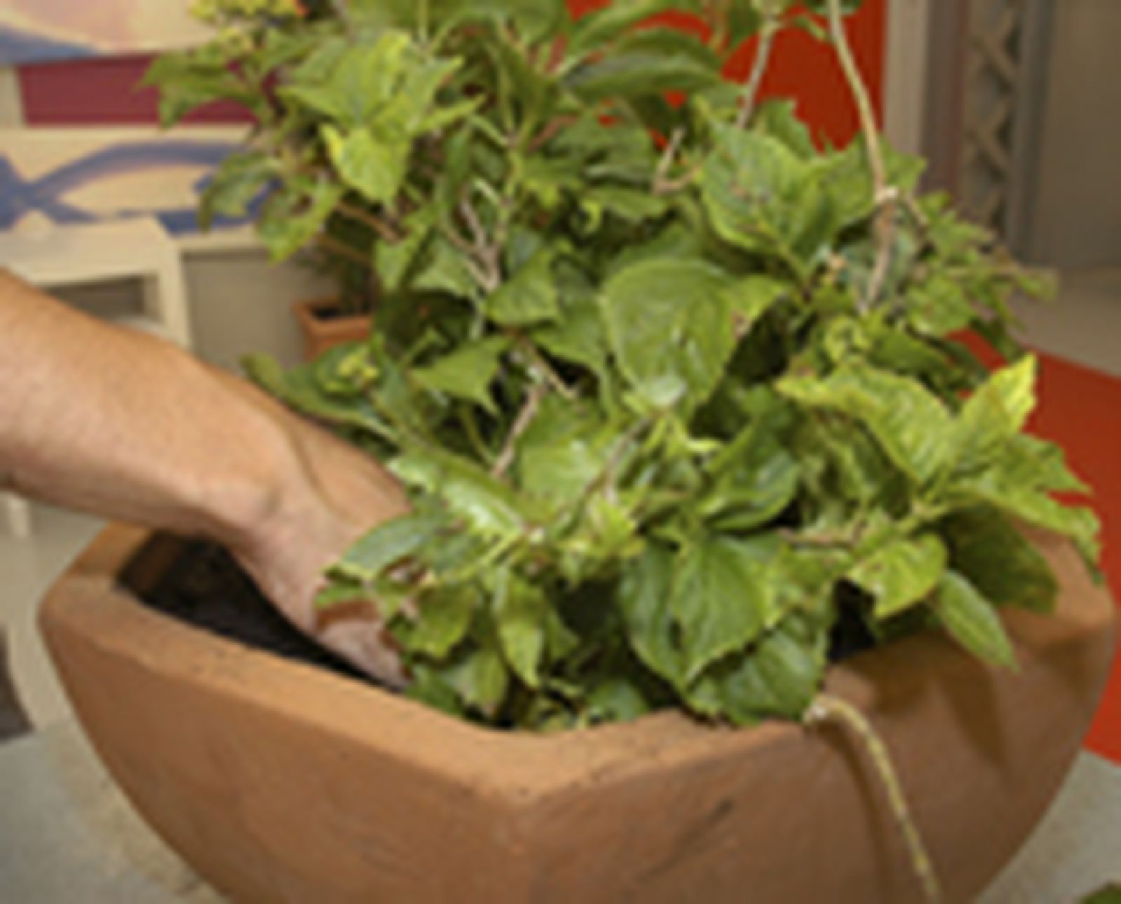 97505 hortensia p05 97505 hortensia p05