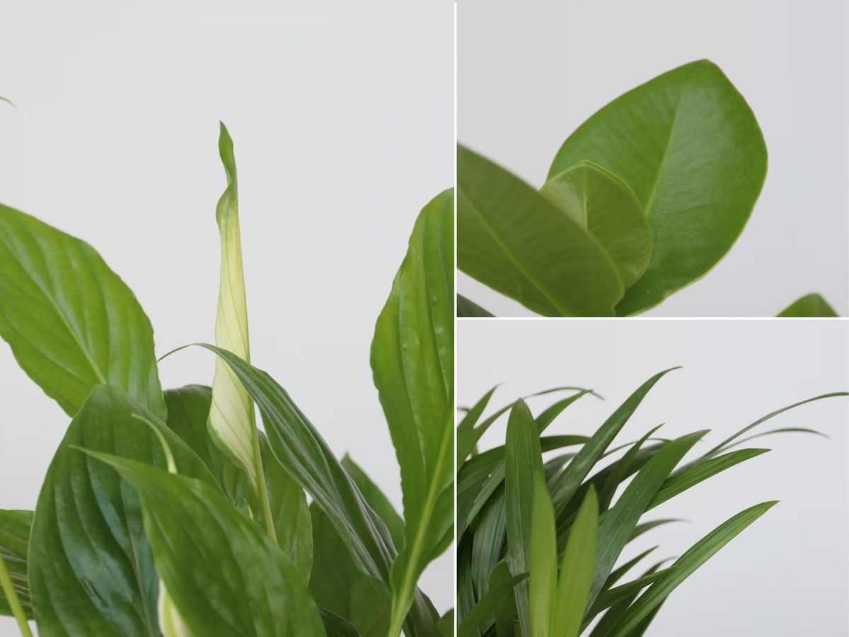 De izq. a drch.: Hoja de spathiphyllum, clusia y areca.