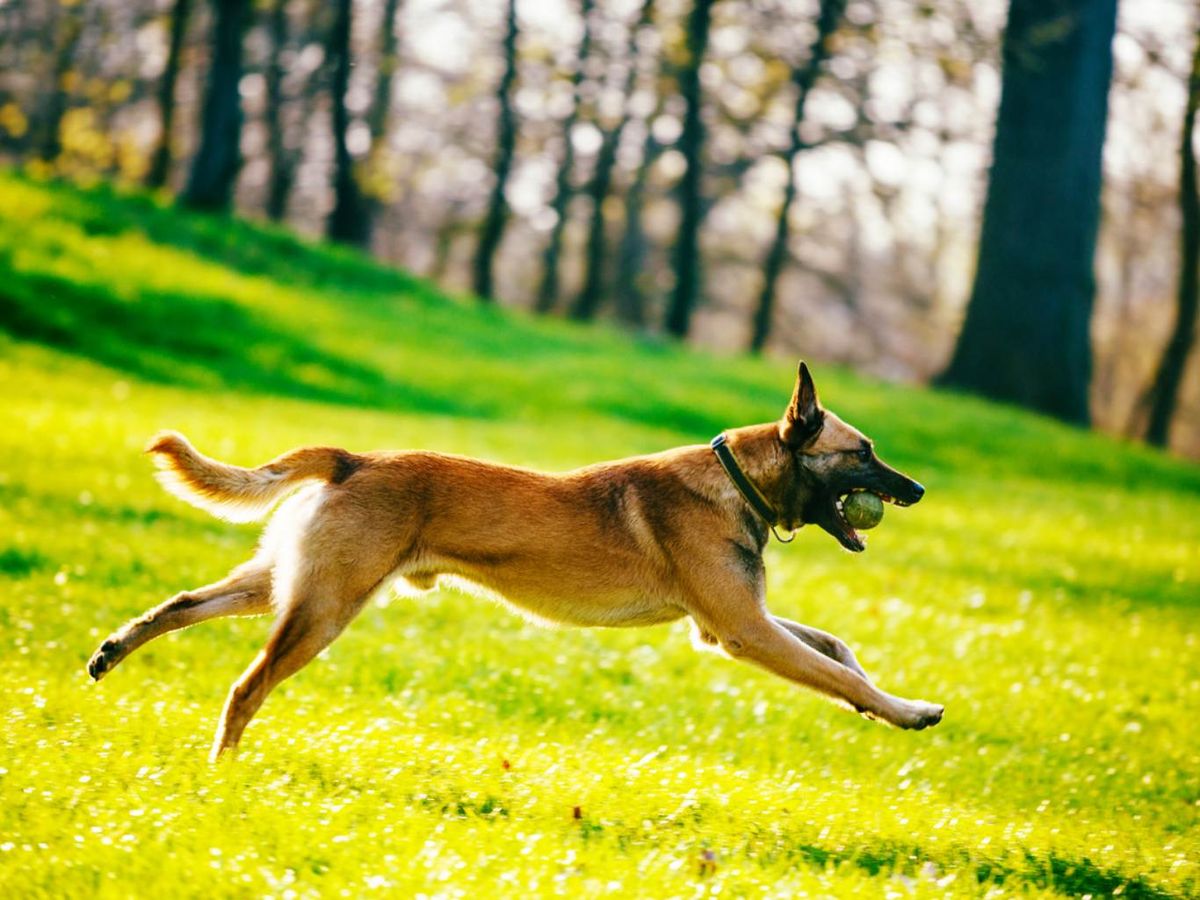 Pastor belga malinois