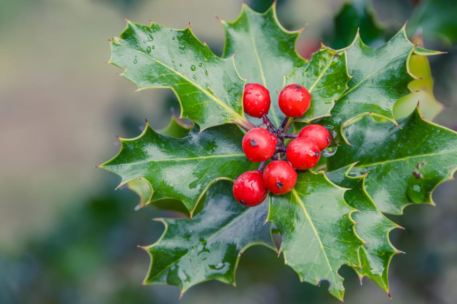 Acebo (Ilex aquifolium)