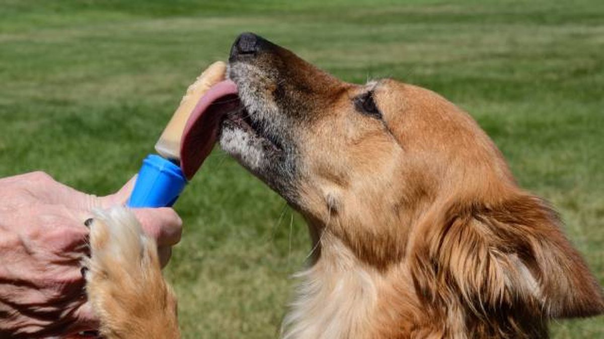 como hacer helados caseros nutritivos para perros