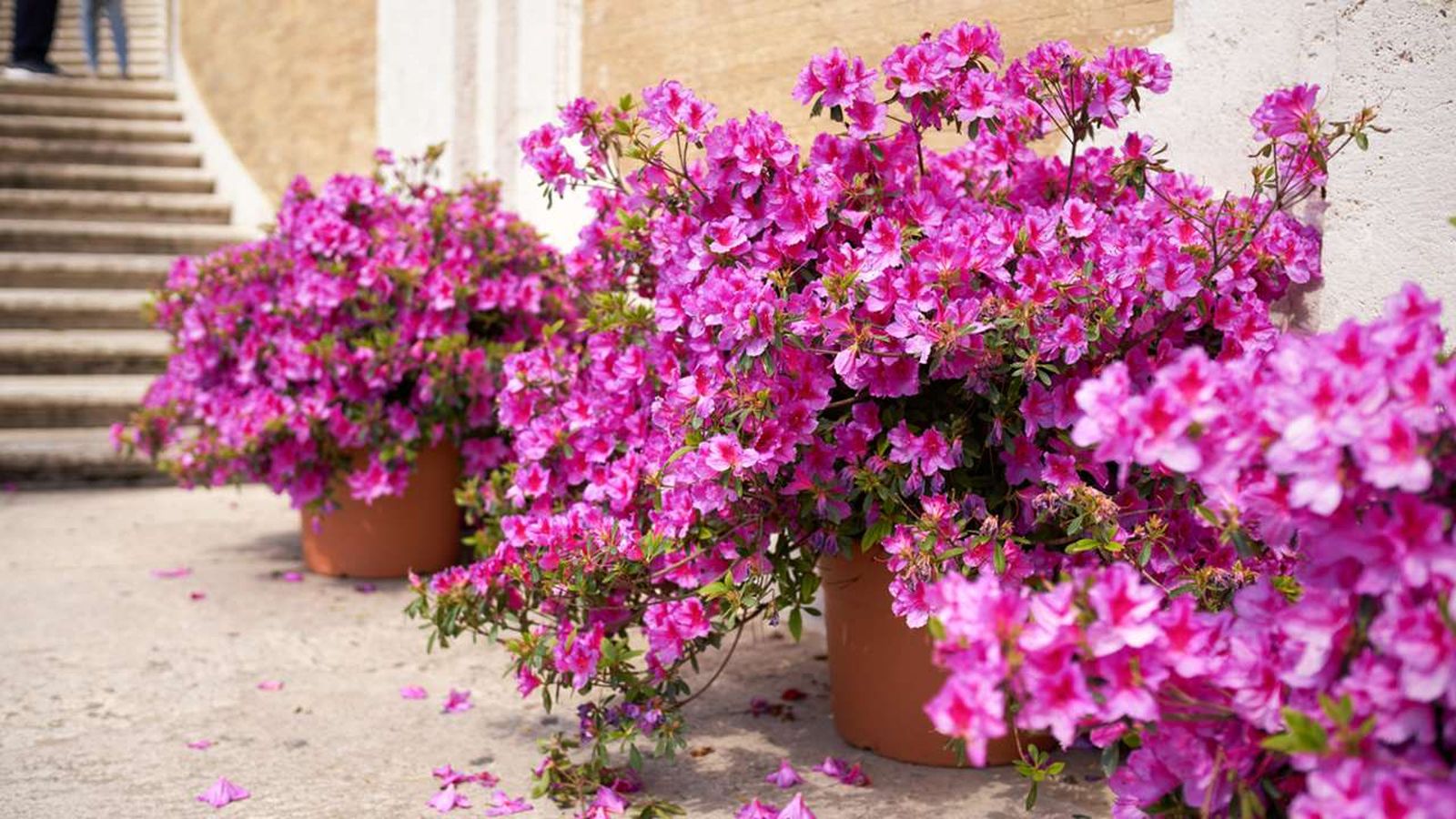 claves del cuidados de las azaleas xl claves del cuidados de las azaleas xl