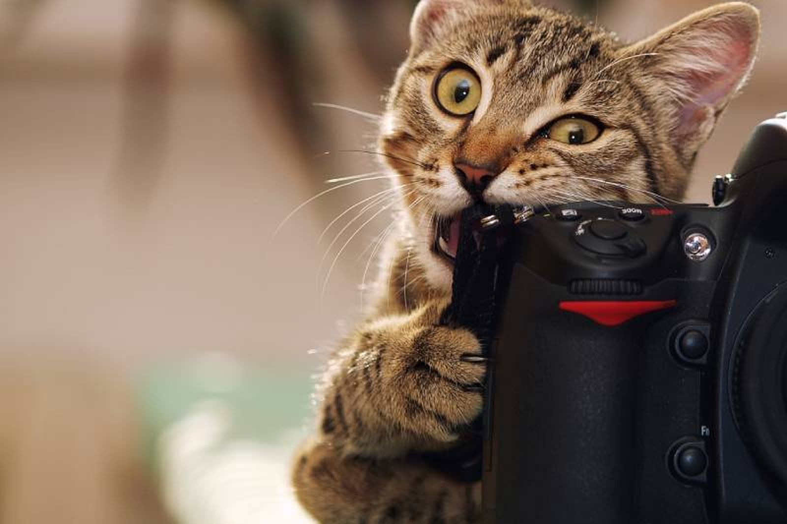 El concurso Comedy Pet Photo Awards 2024 ha entregado sus premios a los ganadores