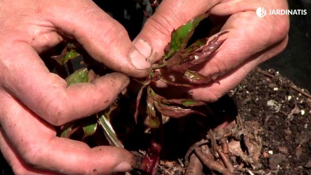 bulbos de peonia herbacea emergiendo deco 734
