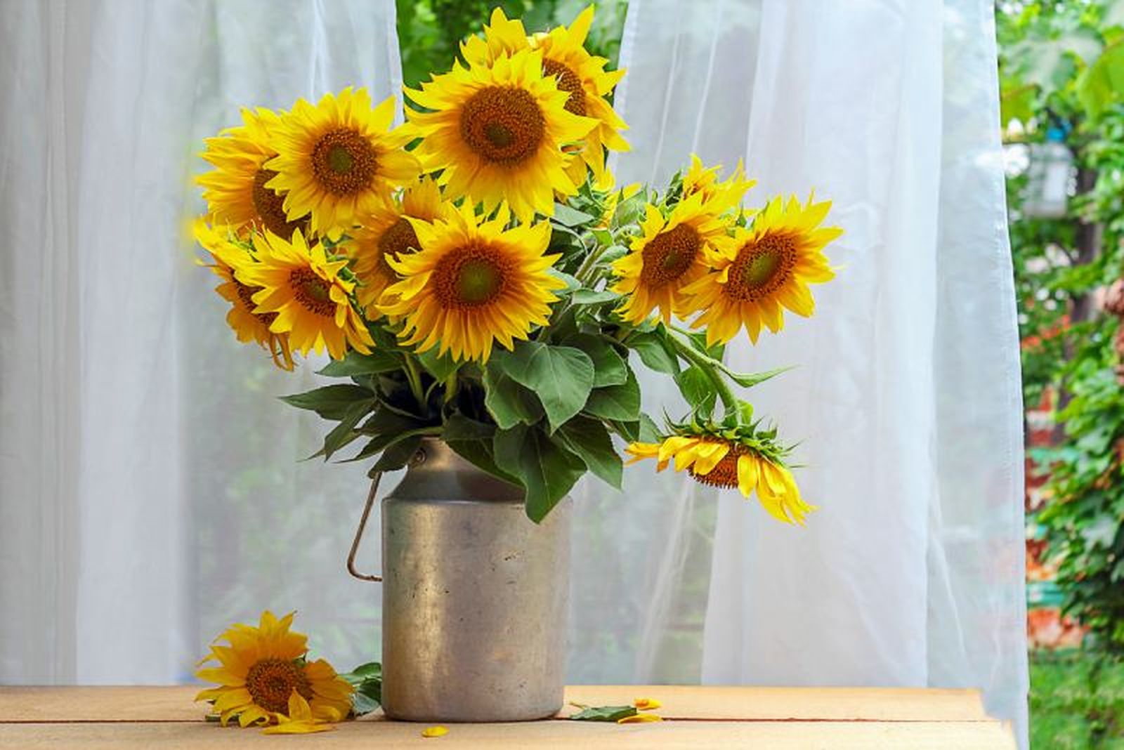 Girasol