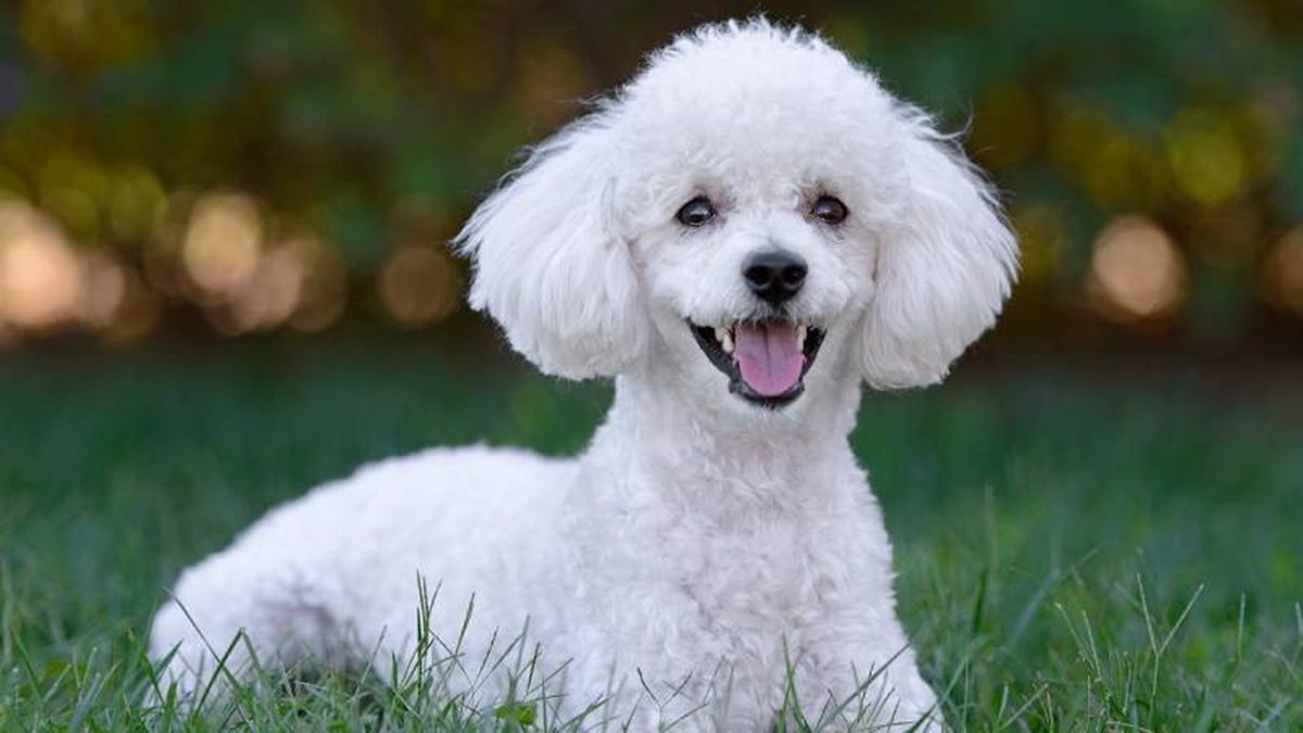 Su aspecto distinguido viene marcado por su cabeza alta y erguida.