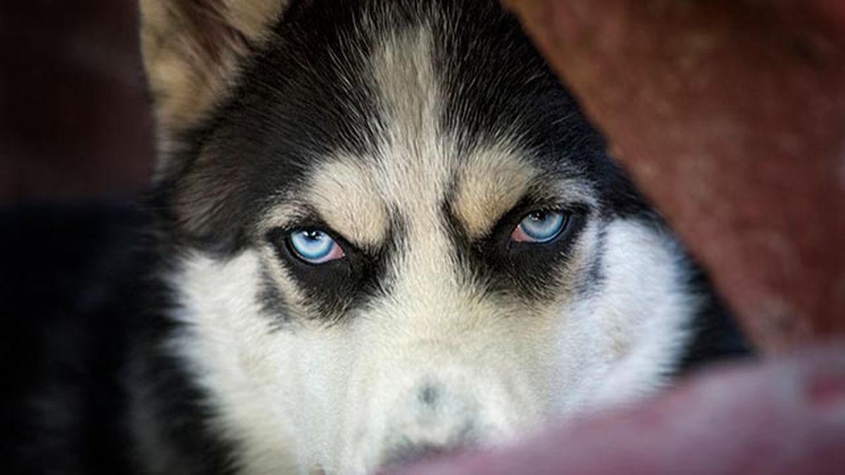 problemas comportamiento perros mirada enfadada