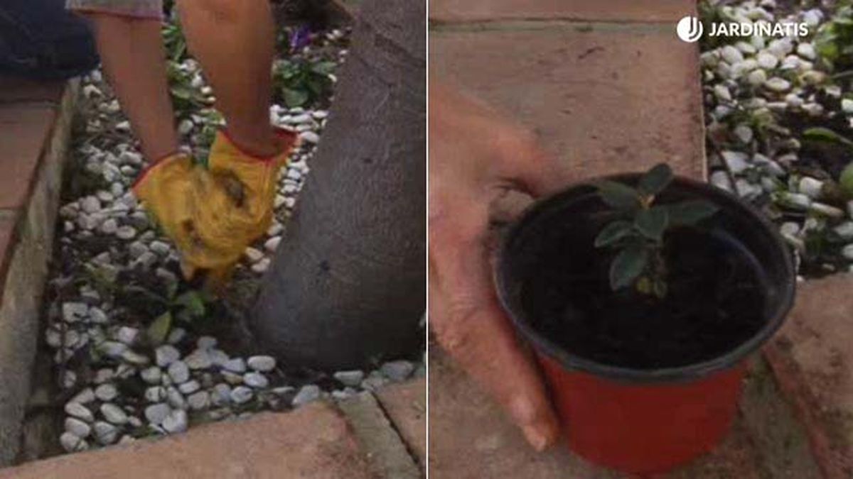 reproduccion cotoneaster salicifolius trasplante jardinatis