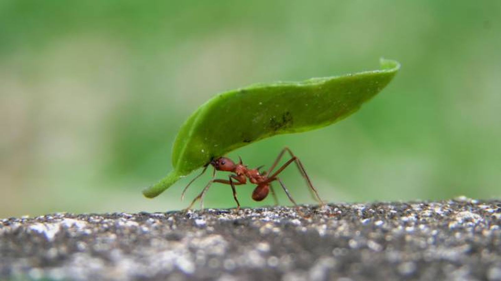 Los insectos se ven amenazados por diferentes peligros de la naturaleza Los insectos se ven amenazados por diferentes peligros de la naturaleza