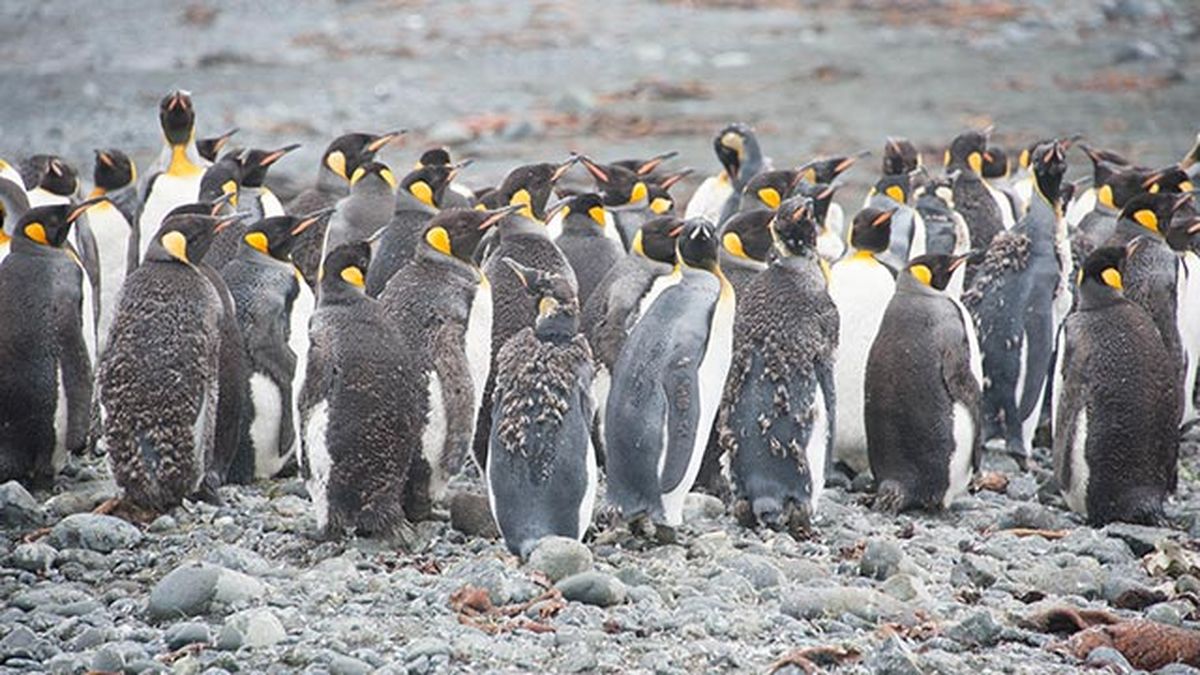 aspectos curiosos pinguinos 10