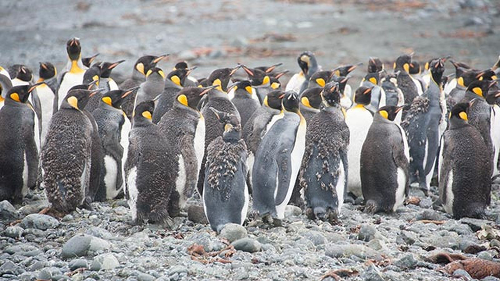 aspectos curiosos pinguinos 10 aspectos curiosos pinguinos 10