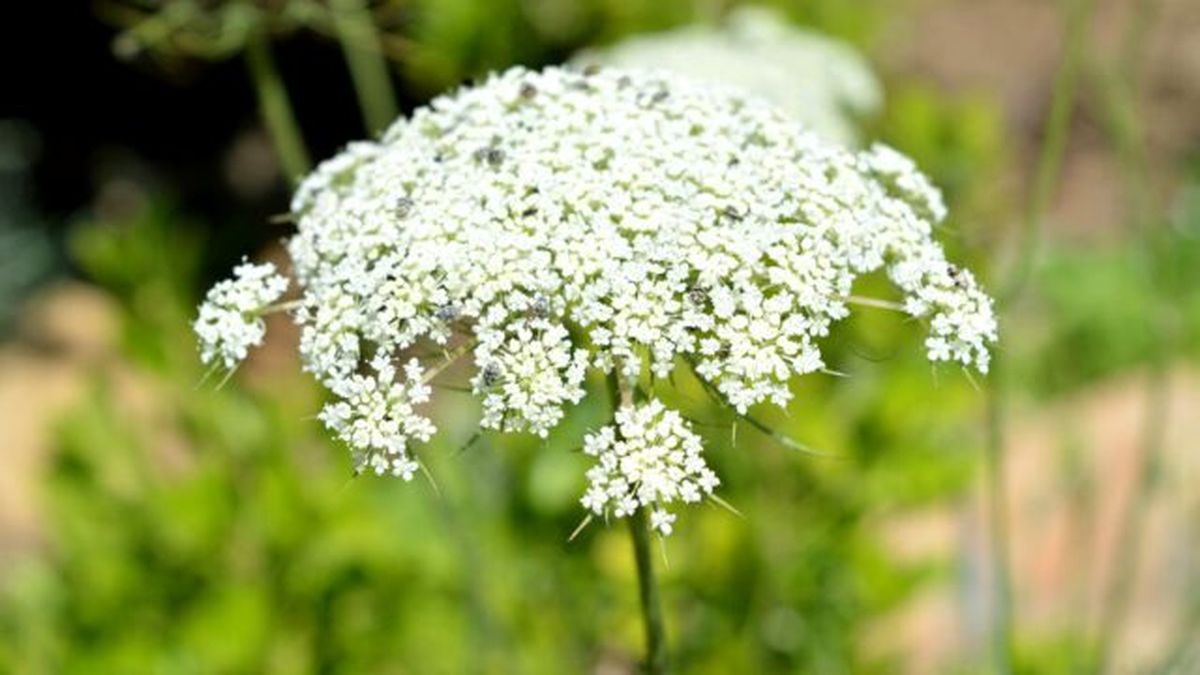 Conium maculatum planta toxico