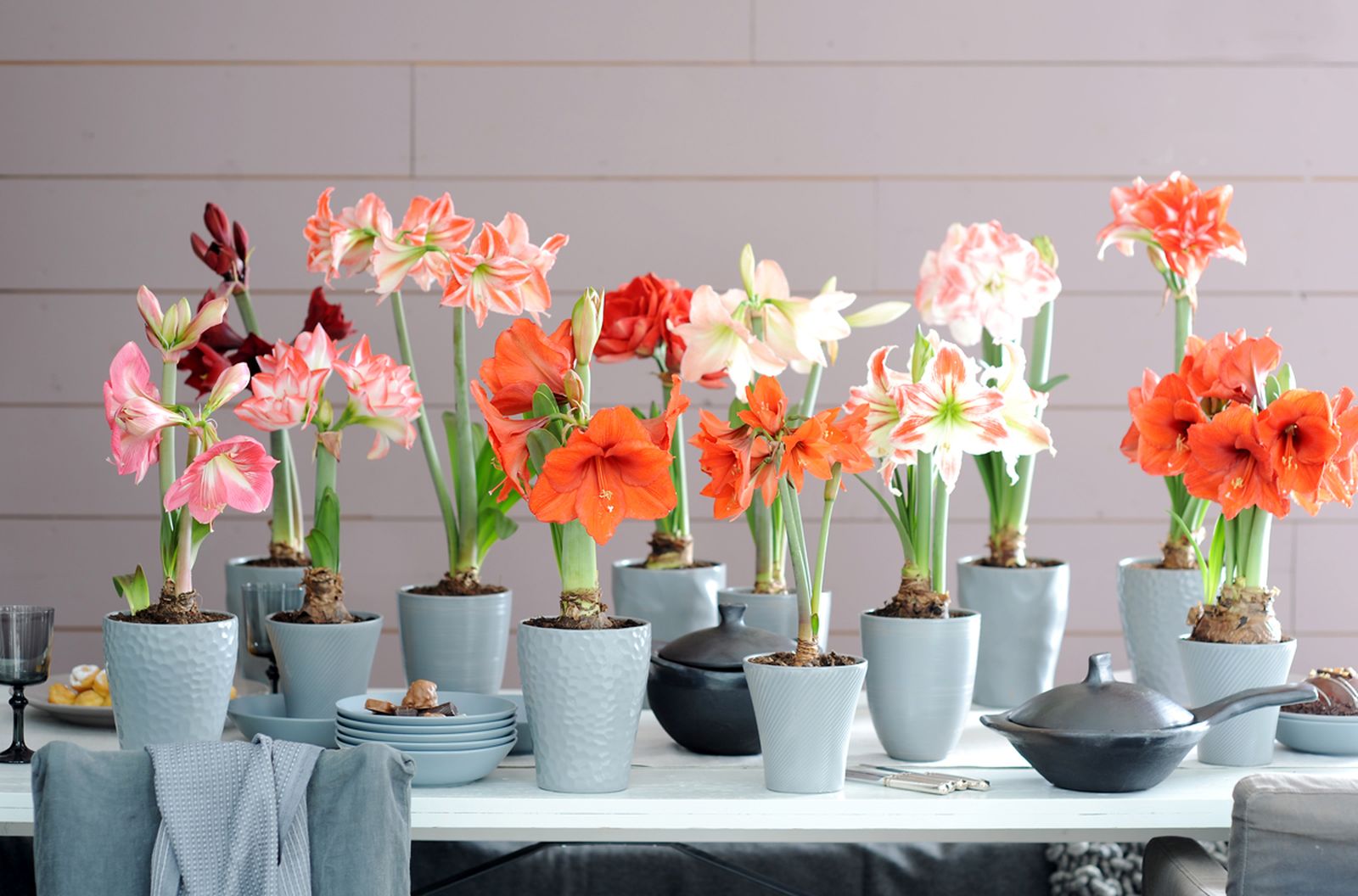 12_Hippeastrum.3