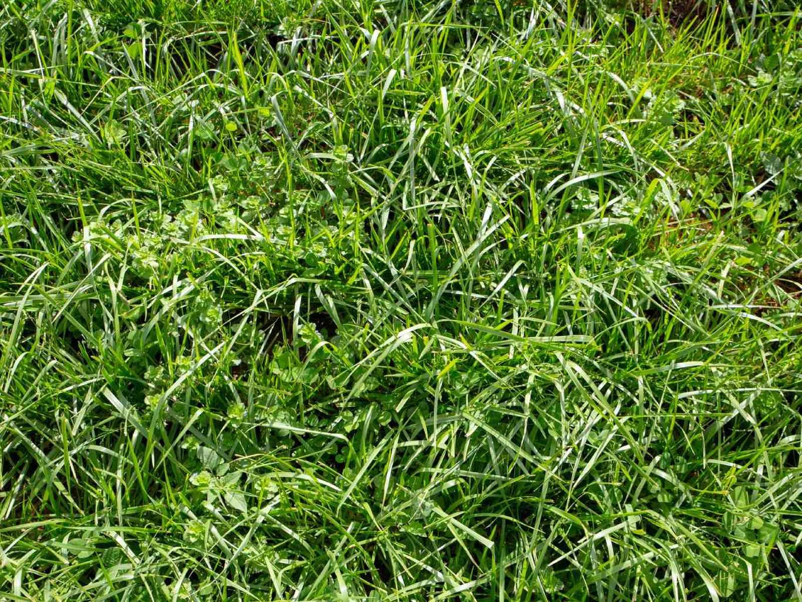 Césped de Festuca. Césped de Festuca.