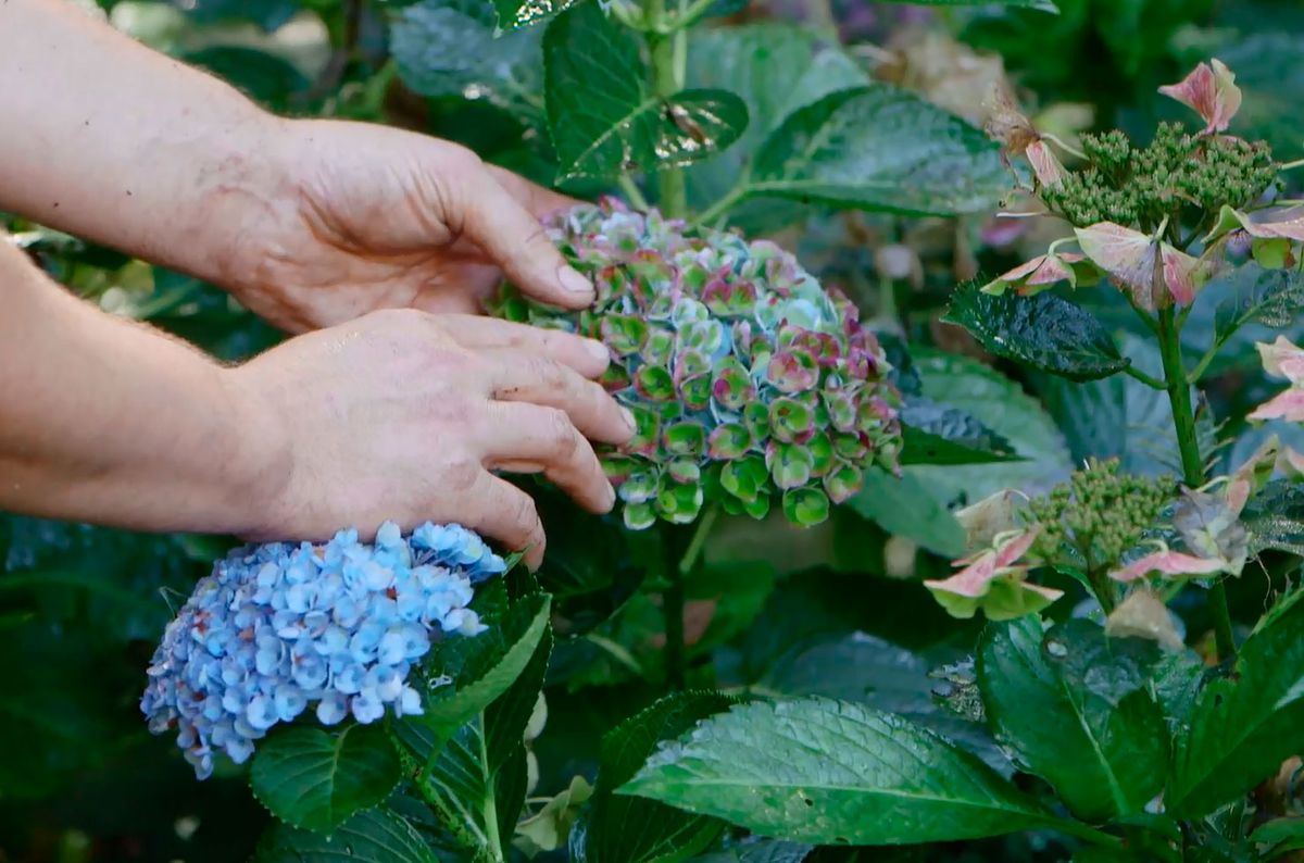 bricojardin923 otonada hortensias magical otono tonalidades