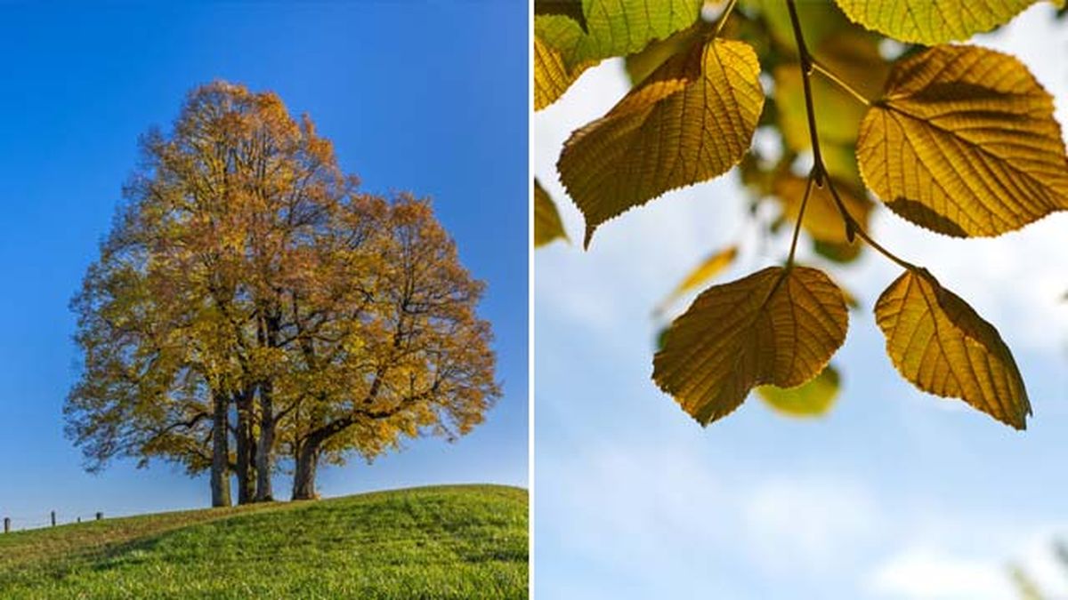 tilo comun arbol bonito en otono