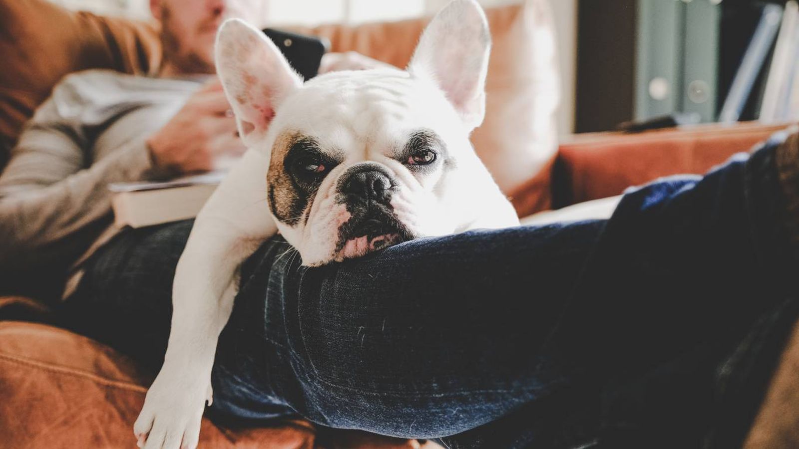 Los suspiros de los perros tienen varios significados: placer, estrés, atención o dolor