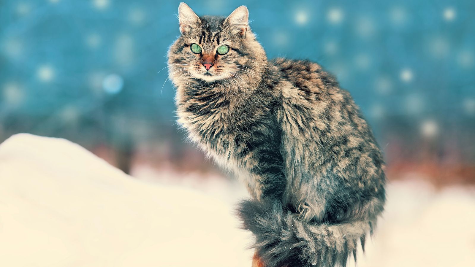 gato raza siberiano gato raza siberiano