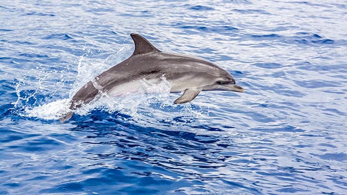 delfin saltando