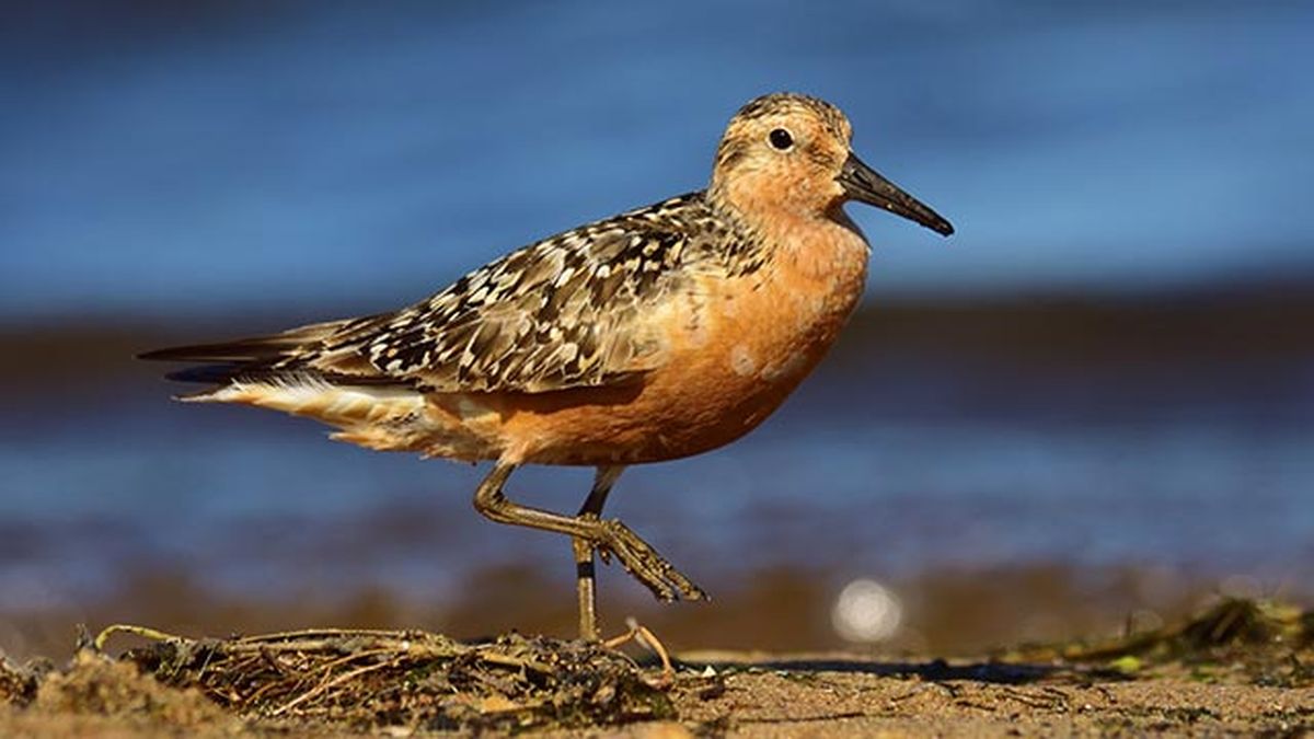 aves migratorias 6 playero rojizo