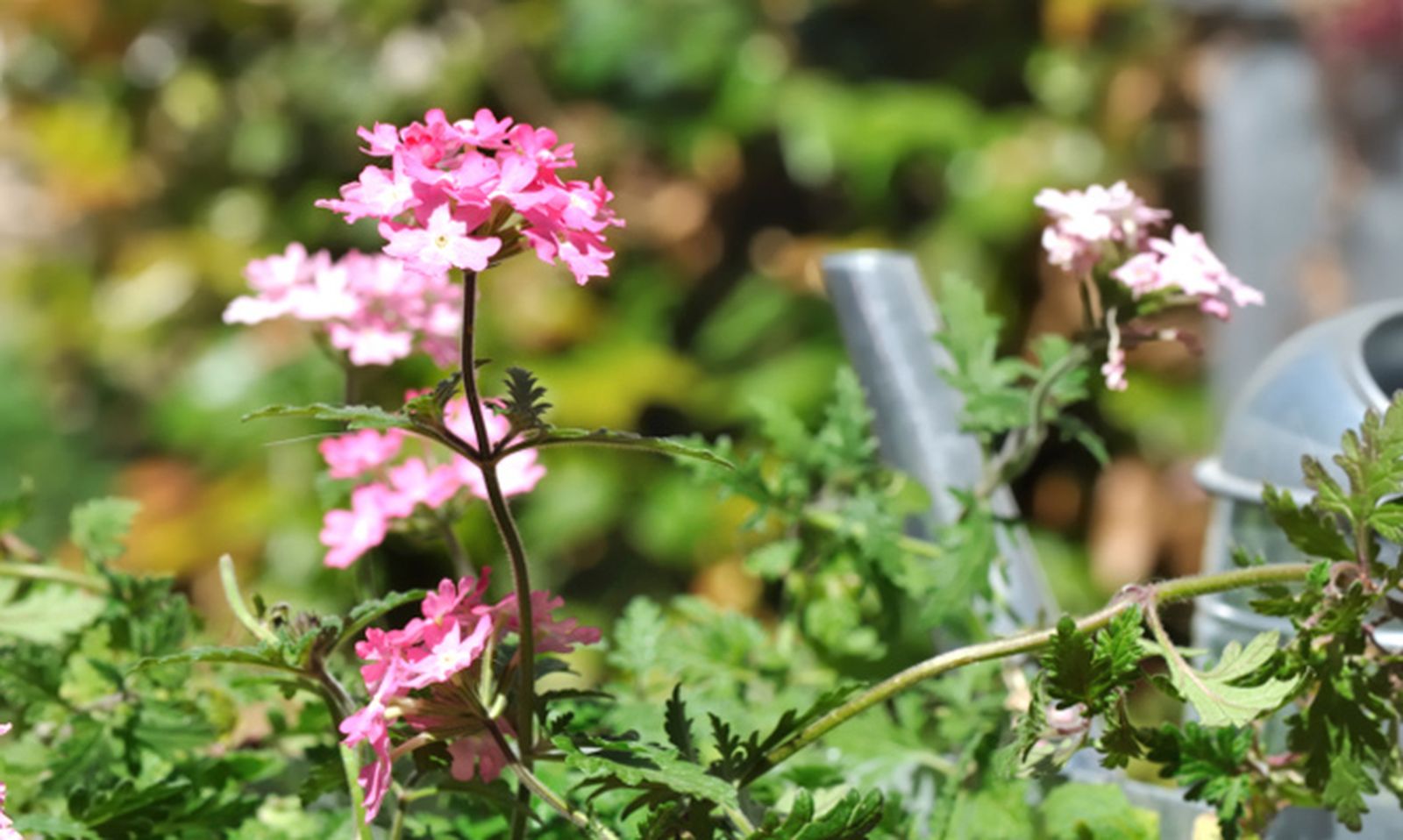 Verbena03