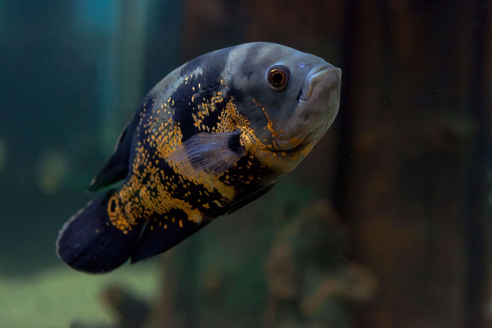 peces tropicales acuario agua dulce Oscar peces tropicales acuario agua dulce Oscar