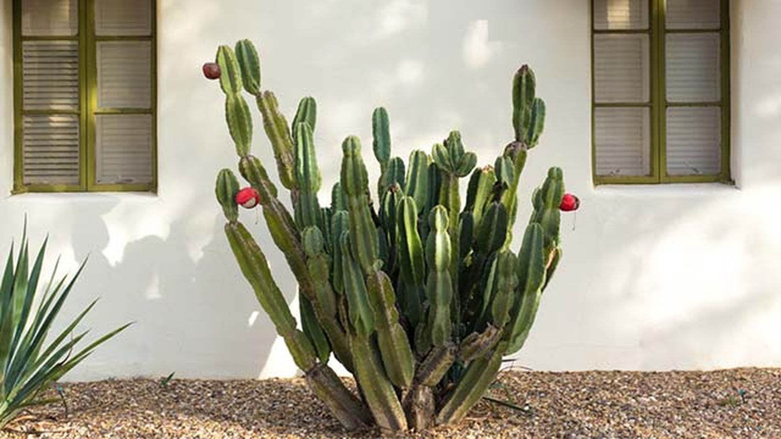 Cactus cowboy Cactus cowboy