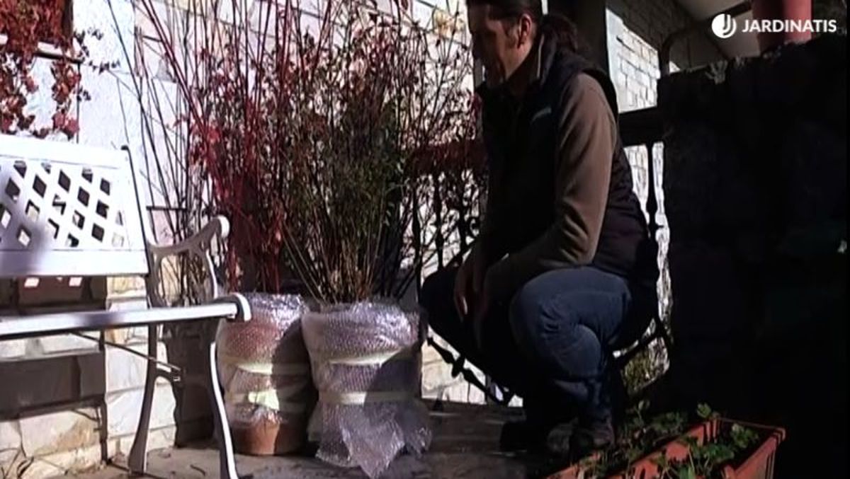 Coloca las plantas en una zona protegida