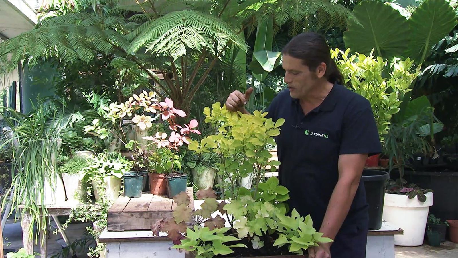 brico 1041 jardin arbol de las pelucas xl