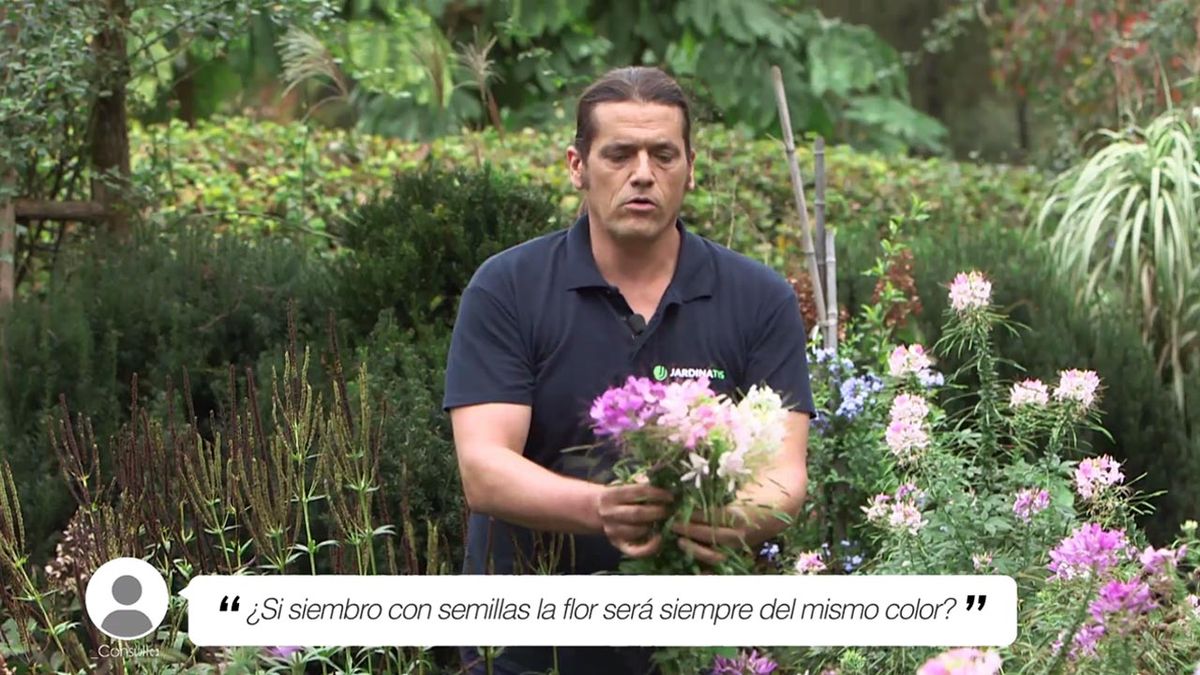 brico 1011 jardin briconsulta si siembro con semillas sale el mismo color