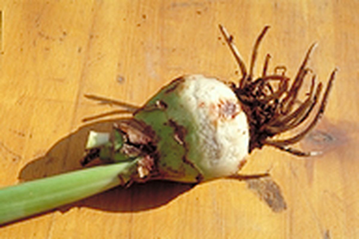 Trasplantar un hippeastrum   paso 2