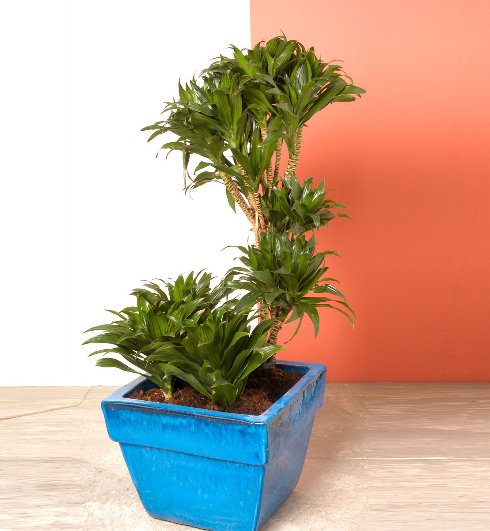 dracena dracena