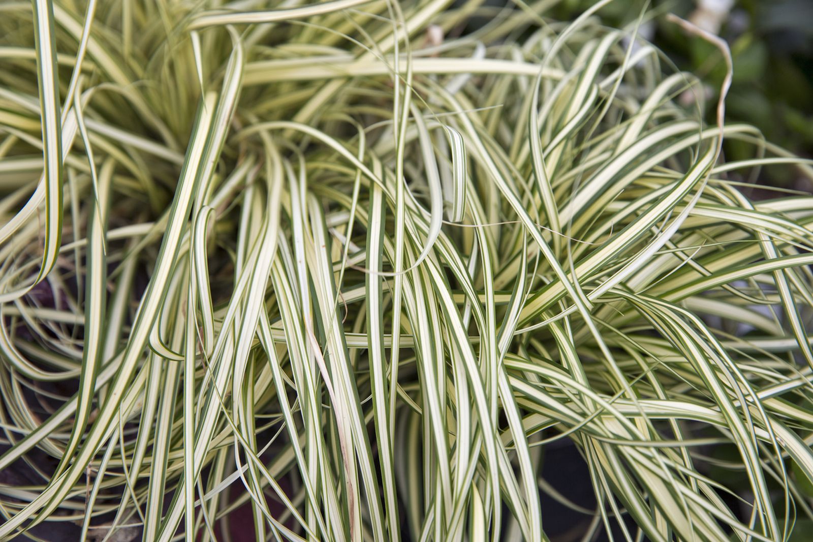arriete phalaris arundinacea arriete phalaris arundinacea