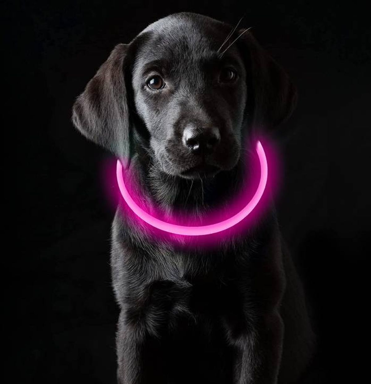 collar LED para perros recargable USB Amazon