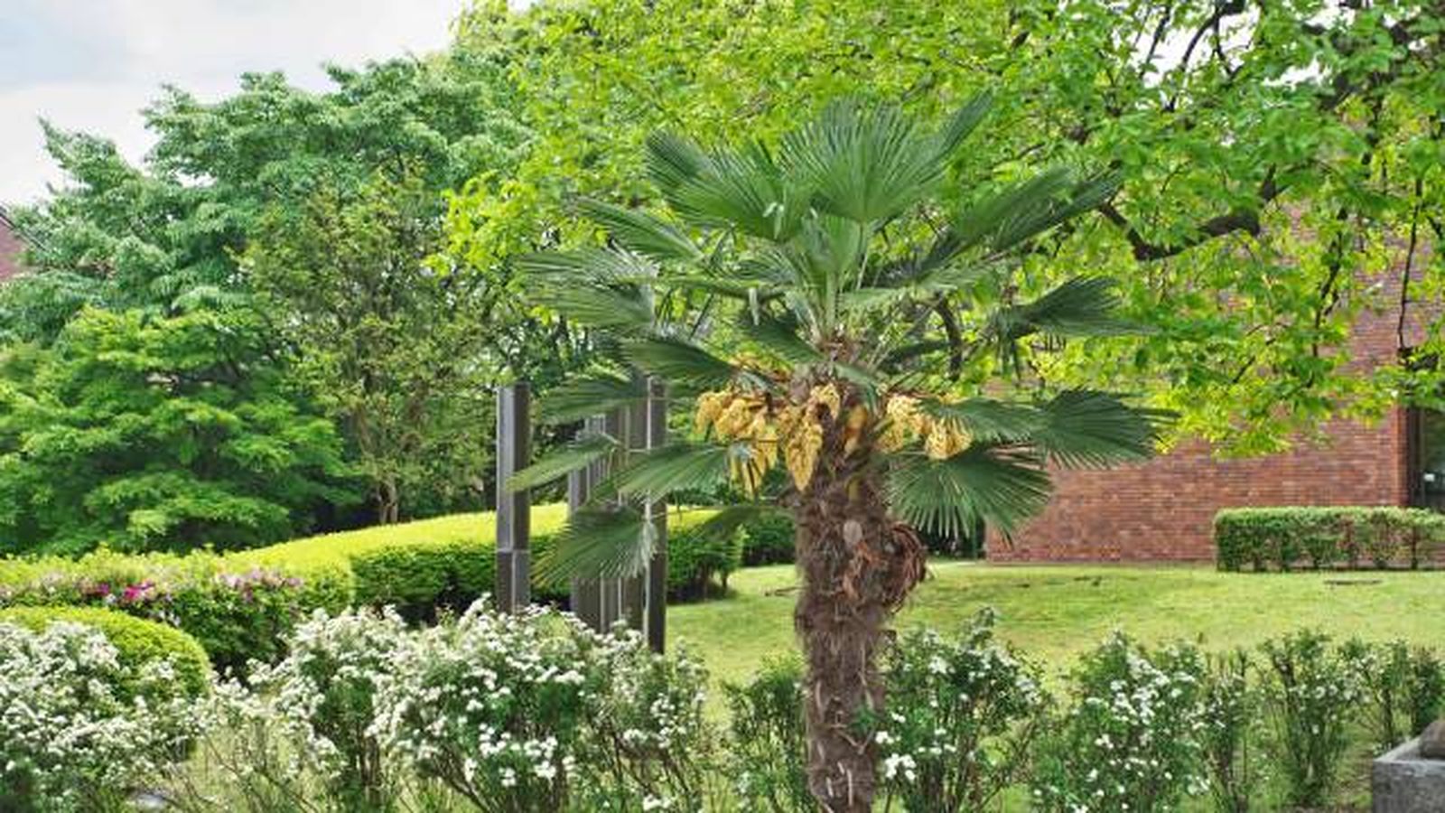 palmito elevado trachycarpus fortunei palmito elevado trachycarpus fortunei