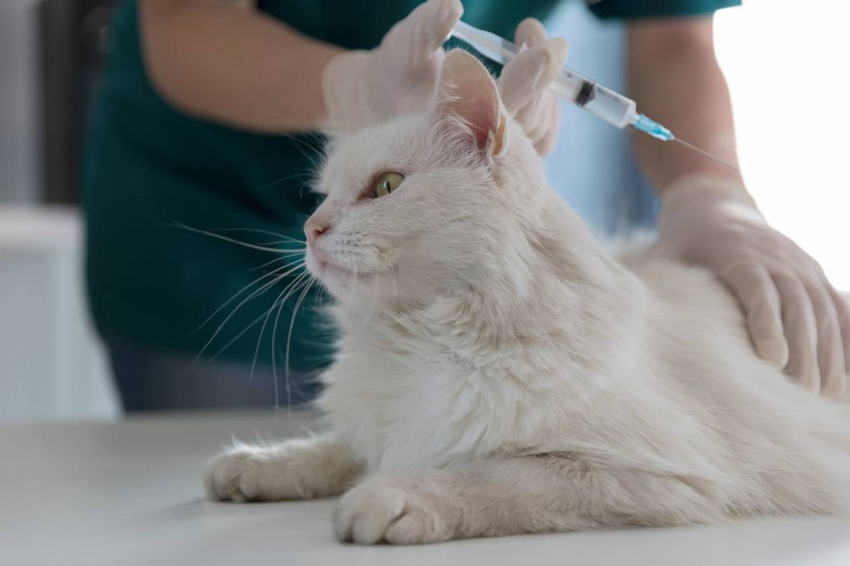 La vacunación y desparasitación son procedimientos que debemos coordinar para evitar complicaciones.