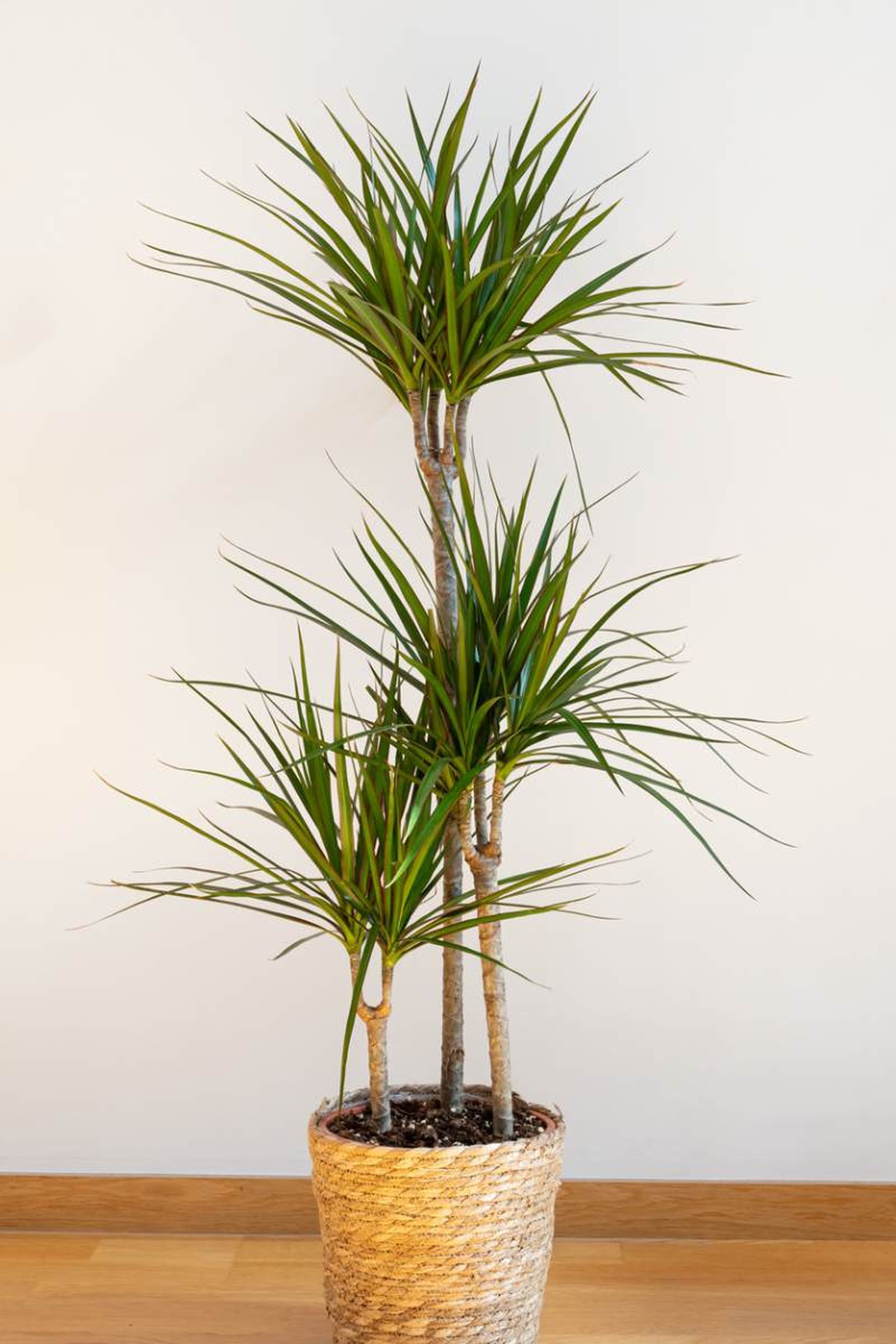Dracaena marginata Dracaena marginata