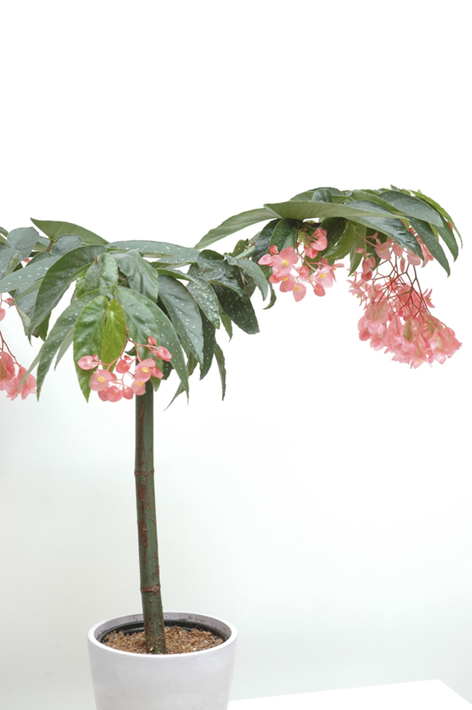Begonia tamaya o bambú 2 Begonia tamaya o bambú 2