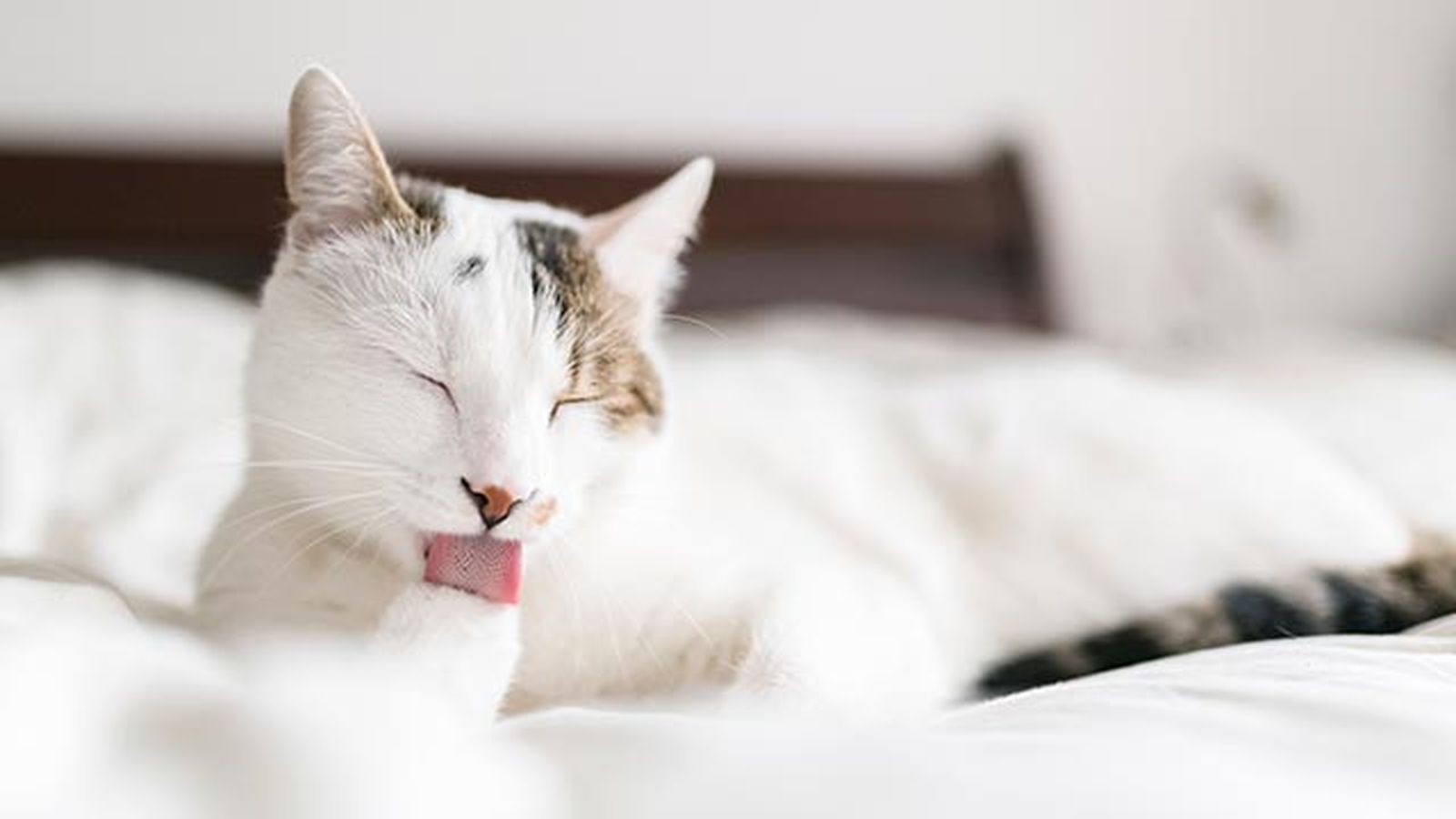 snacks ideales gatos 4 gato lamiendose snacks ideales gatos 4 gato lamiendose