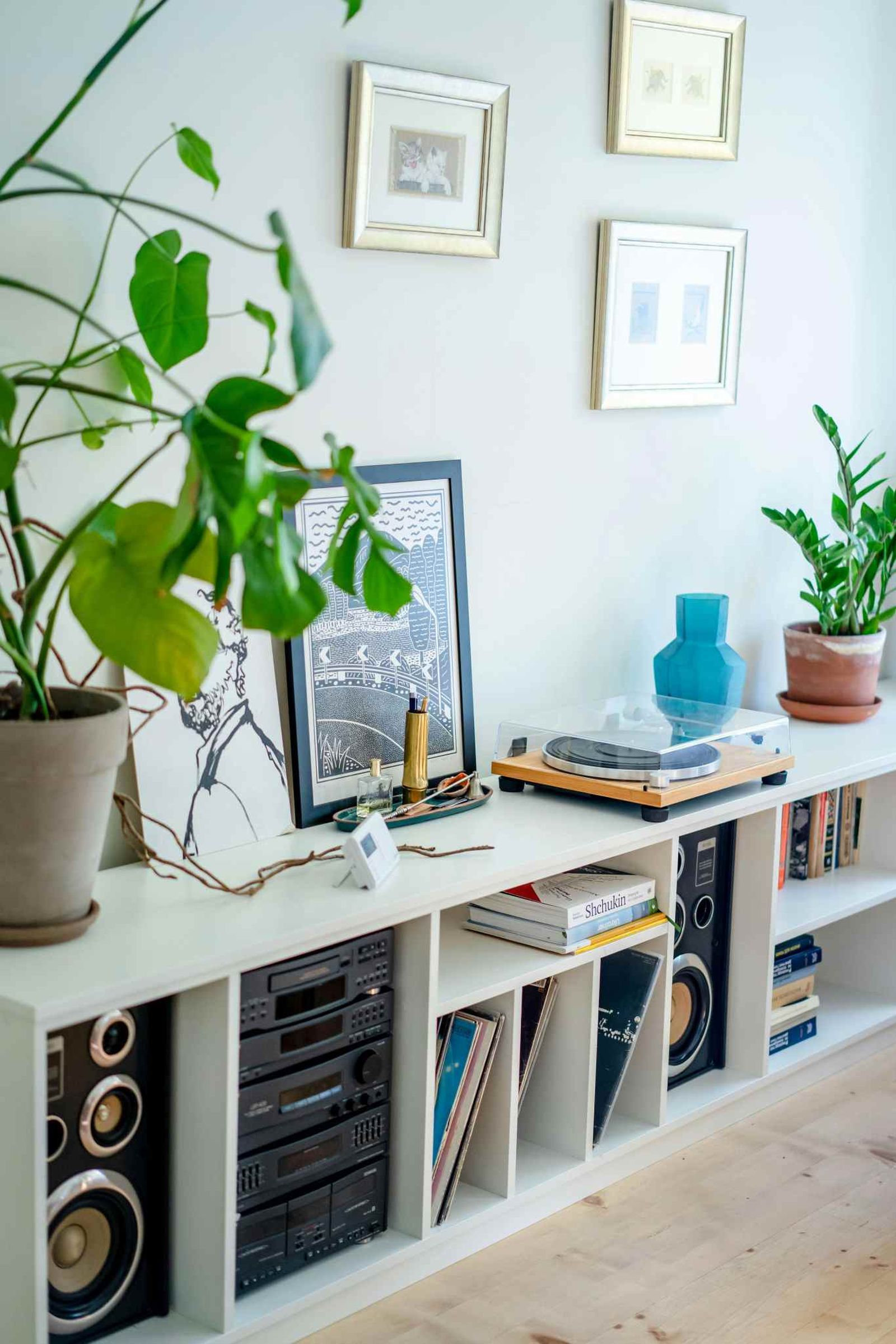 Plantas de interior de hoja verde sobre el mueble del salón.