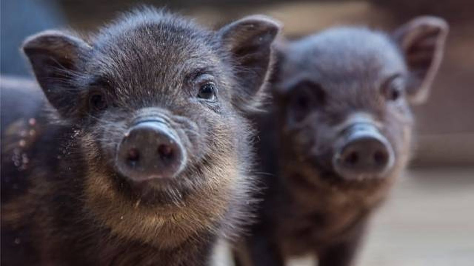 especies exoticas invasoras espana cerdo vietnamita especies exoticas invasoras espana cerdo vietnamita