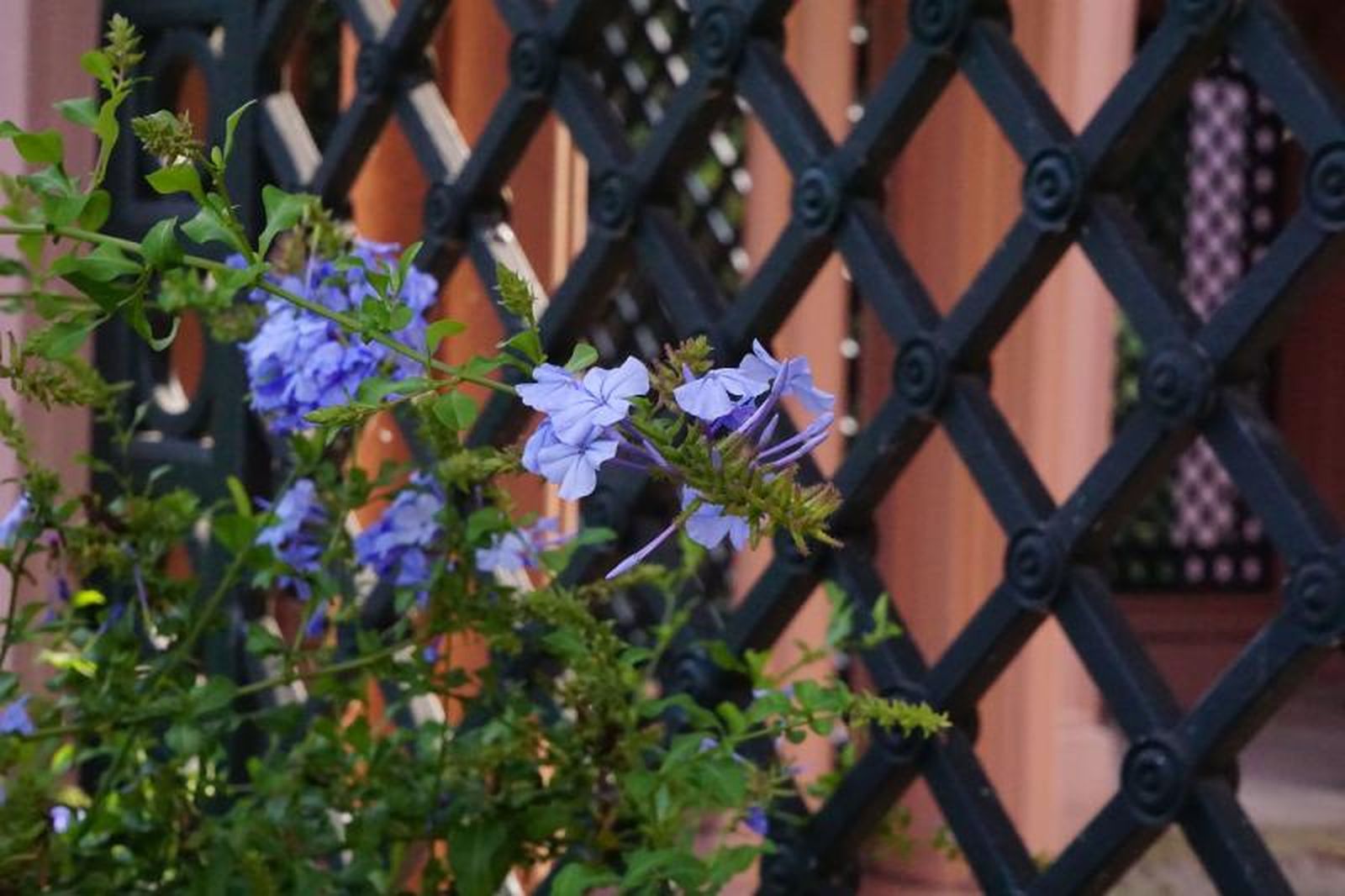 El Plumbago capensis es una planta perfecta para cubrir vallas El Plumbago capensis es una planta perfecta para cubrir vallas